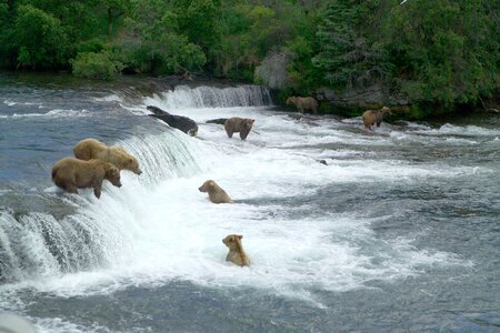 Brown bears gathering to feast on sockeye salmon photo