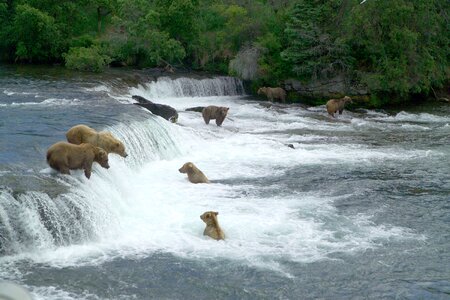 Brown bears gathering to feast on sockeye salmon