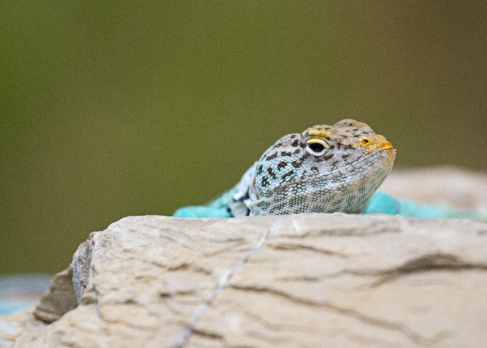 A colorful male Collared Lizard on the rock