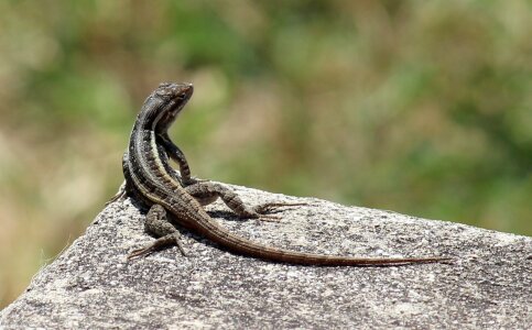 A sagebrush lizard, Sceloporus graciosus photo