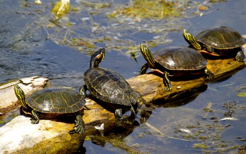 Turtles sunning at the pond,Freshwater turtles photo