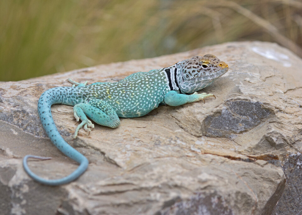 A colorful male Collared Lizard on the rock
