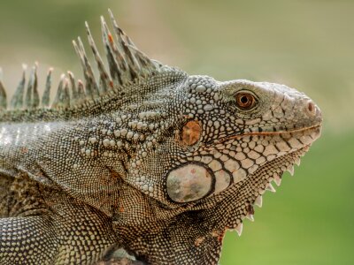 Closeup Portrait Of A Green Iguana photo
