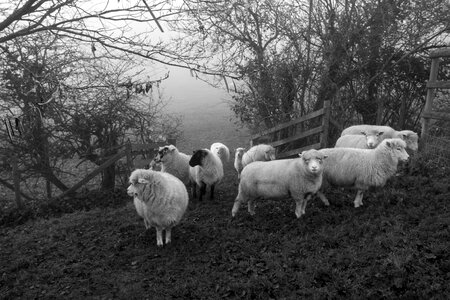 one black sheep in the herd of whites