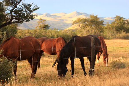 Wild horses in the National Park Torres del Paine, Patagonia