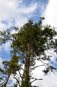 tree, forest