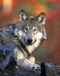 Grey Wolf Canis lupus Next to Birch Tree photo
