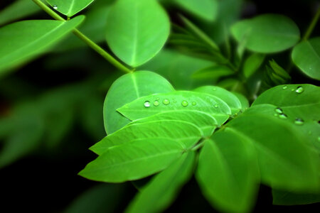 Green leaf with water drops for background