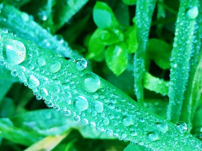 Green leaf with water drops for background photo