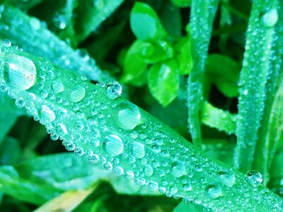 Green leaf with water drops for background