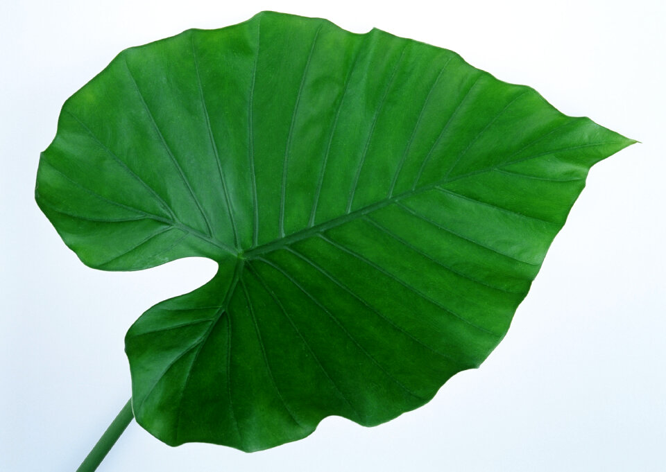 Colocasia esculenta Plant green leaf, taro leaf isolated