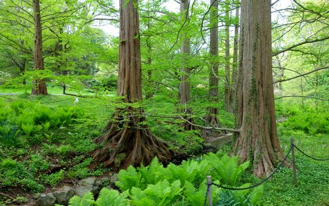 Trees in a green forest in spring