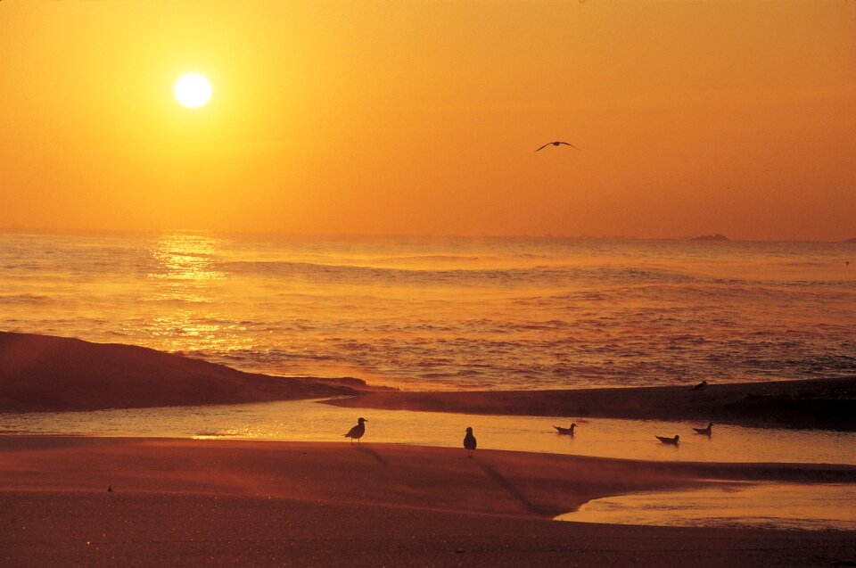 colorful sunset at the beach bank with bird silhouettes