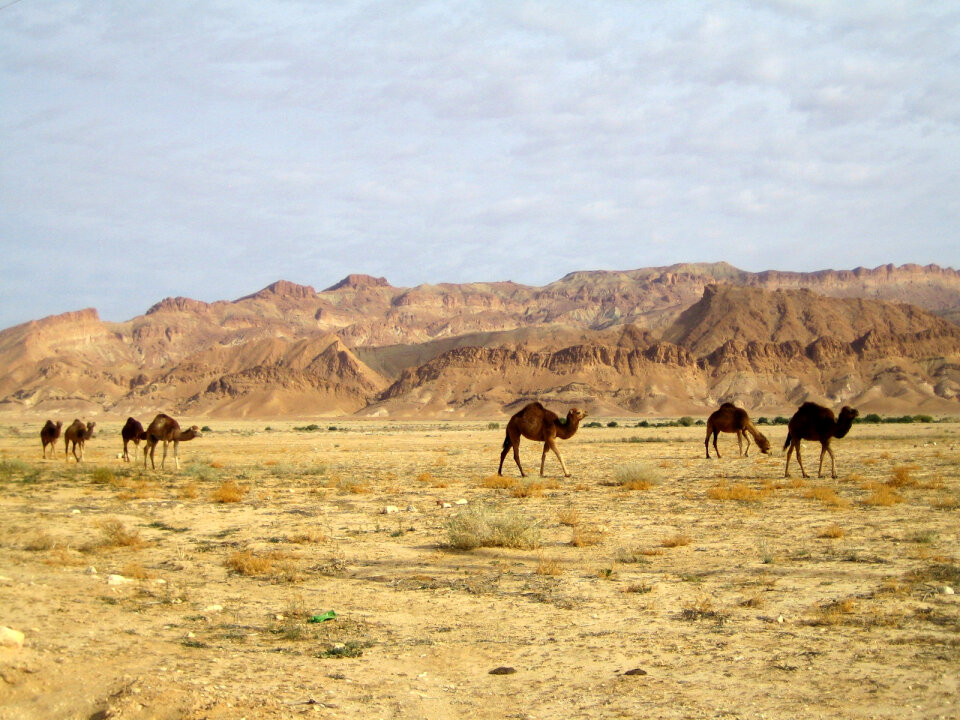 Camels in Sahara desert, Africa