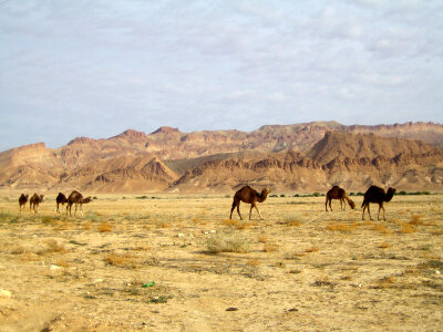 Camels in Sahara desert, Africa photo