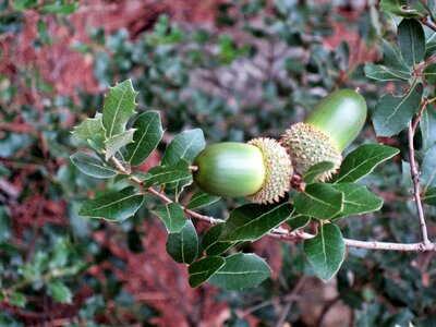 Kermes oak branch with ripe seed photo