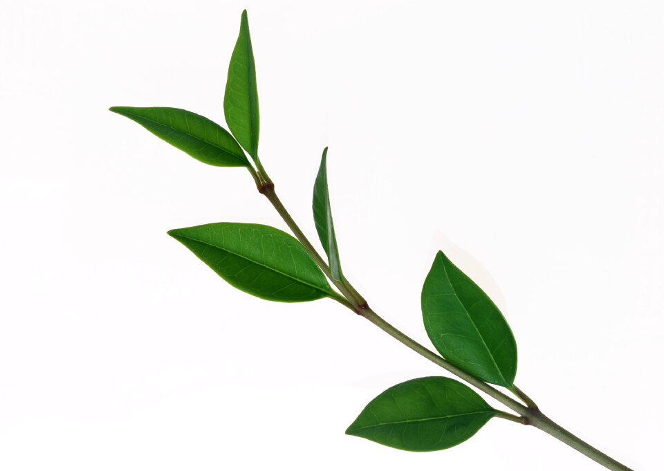 Green leaves isolated on white.