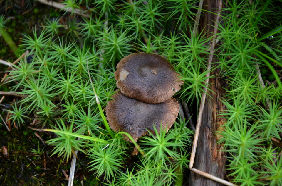 mushrooms, nature, forest