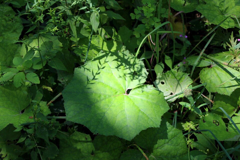 green leaves, shallow focus