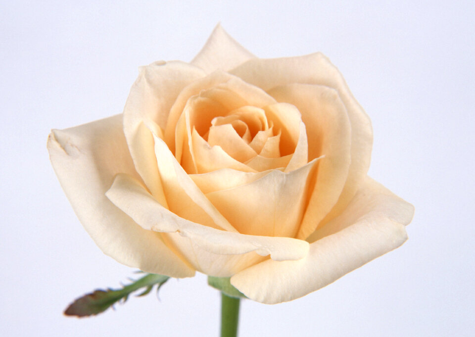 Orange rose closeup, romantic