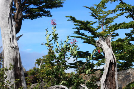 tree, French Valley, Torres del Paine National Park photo