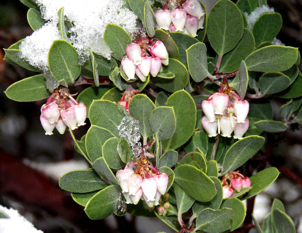 wildflowers, surrounded by green leaves, bloom after snow melt