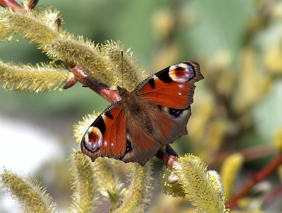Nature garden animals