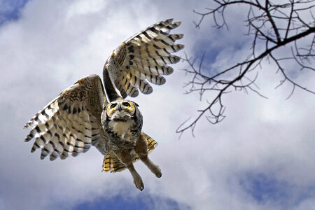 Great Horned Owl