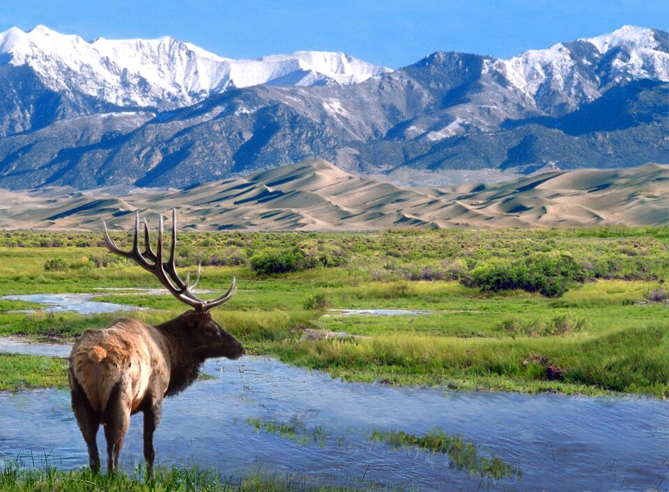 Elk at Big Spring Creek Great Sand Dunes National Park