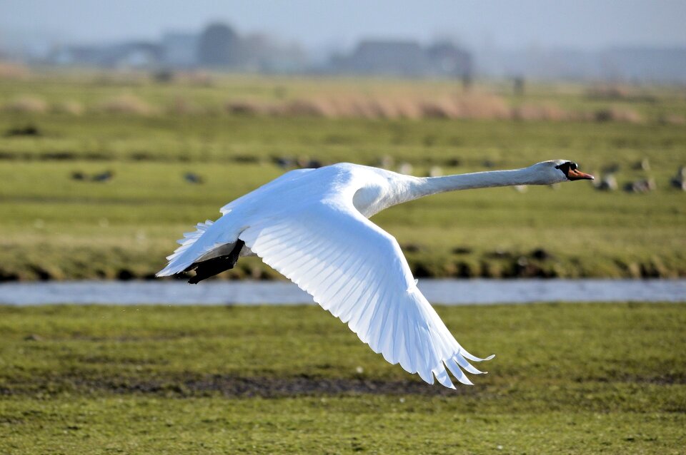 Trumpeter Swan Cygnus buccinator flying