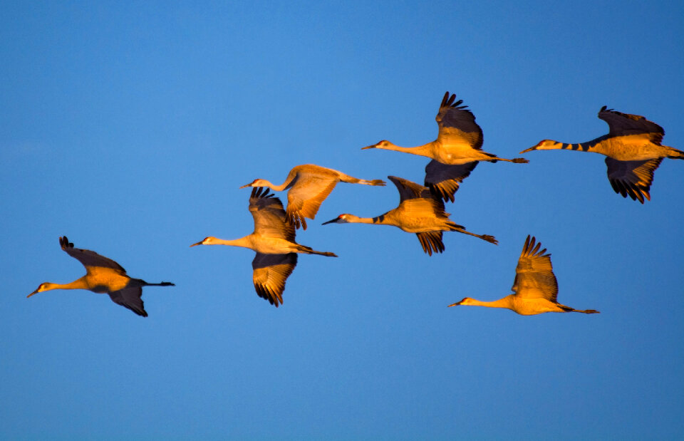 Sandhill Crane Flying