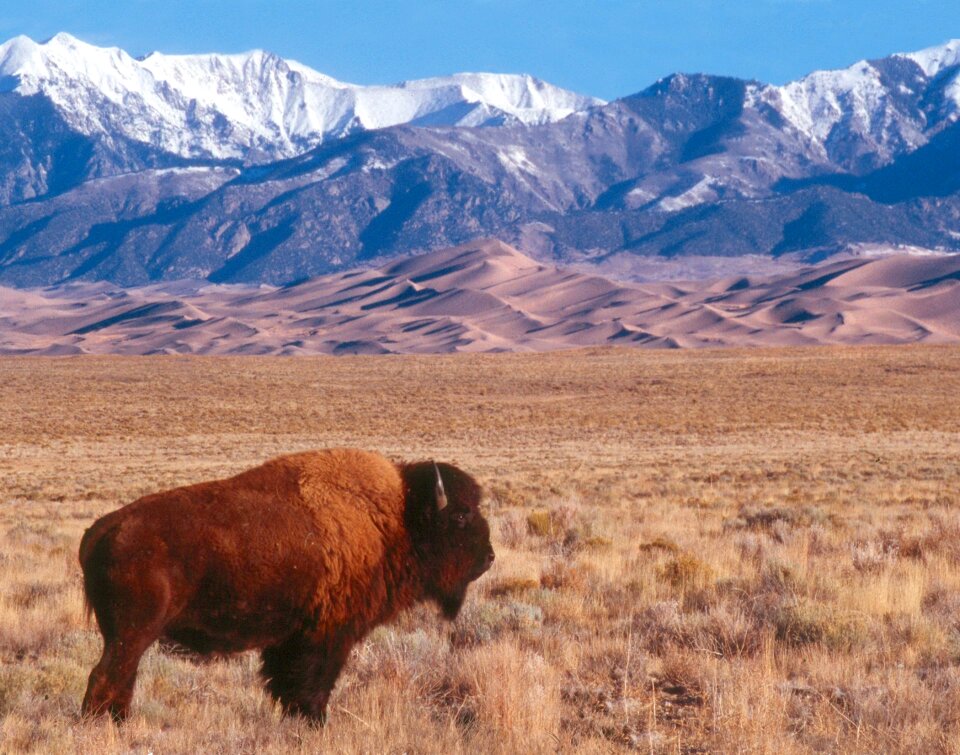 Bison, Dunes, and Sangre de Cristo Mountains