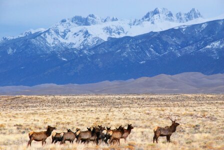 Elk Herd, Dunes, and Crestone Peaks