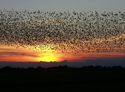 flock of birds at sunset