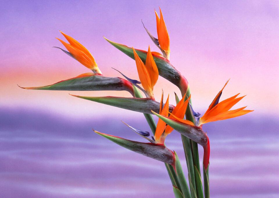 Bird of Paradise Flowers, Tropical flower