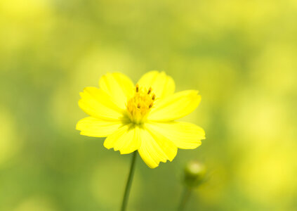 Spring flowers, outdoors