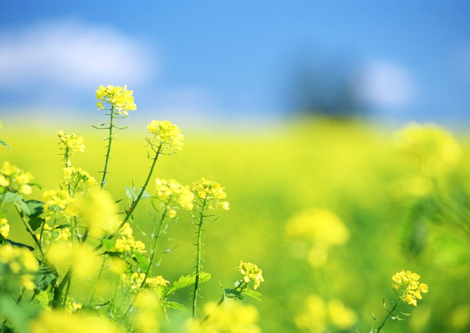 Field of spring flowers,blue sky photo