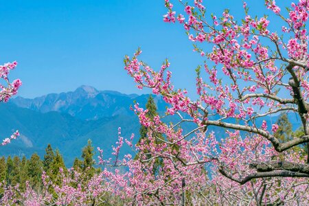 cherry blossom in spring, Kyoto, Japan
