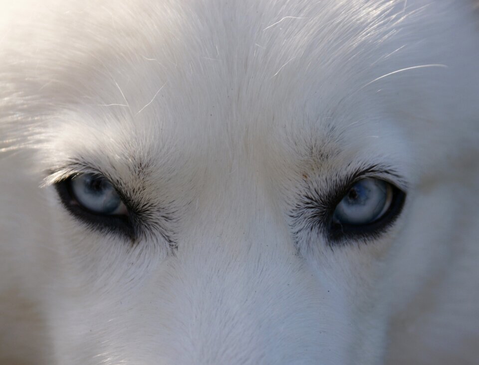 Close up a white dog