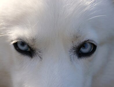 Close up a white dog