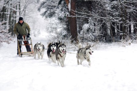 The dogs are pulling the sledge with full speed. photo