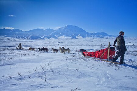 Dog sledging trip in cold snowy winter photo