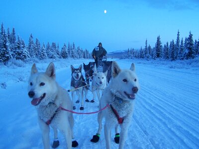 On blue filter.Sleigh at sled dog race on snow in winter photo
