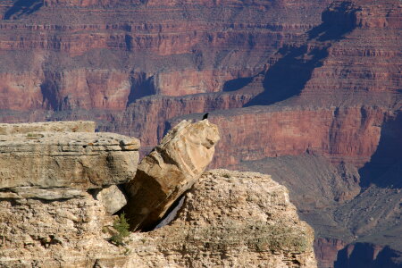 Raven as seen from Mather Point, Grand Canyon, Arizona photo