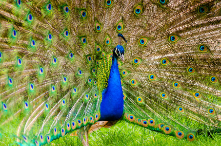 green beautiful peacock photo