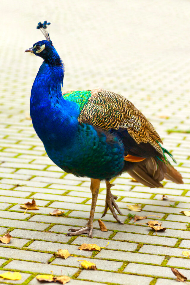 A peacock, closeup