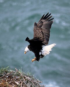 Eagle landing on its nest of sticks photo