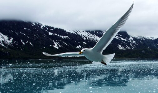 Wild Wings over Icy Water
