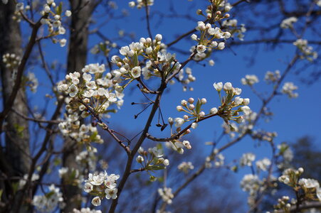 Cherry Blossom
