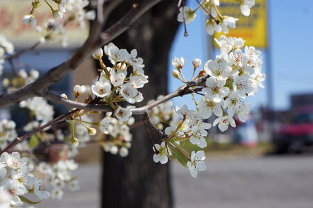Cherry Blossom